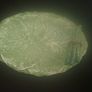 large leaf platter Image 3