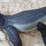 Jurassic World Toys, Mosasaurus Image 6