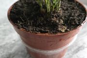 Home indoor plants