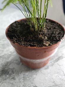 Home indoor plants