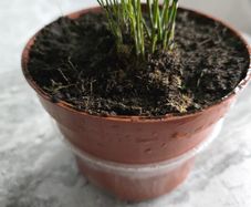 Indoor plant. Asparagus