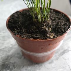 Indoor plant. Asparagus