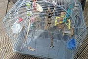 bird cage