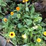 Euro3 for 250+ assorted Marigold seeds Image 4