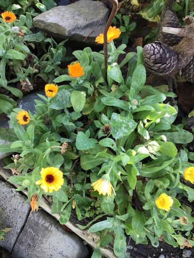 Euro3 for 250+ assorted Marigold seeds