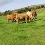 Heifers Image 9