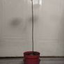 Avocado Tree Image 6
