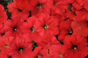 (P) Petunia Marica F1 seeds 15s (413652)