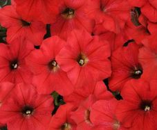 (P) Petunia Marica F1 seeds 15s (413652)