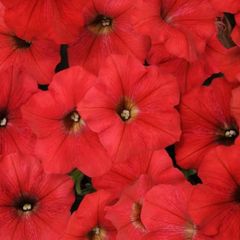 (P) Petunia Marica F1 seeds 15s (413652)