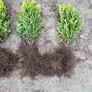 Box Hedging Image 6