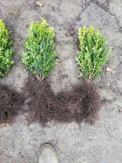 Box Hedging