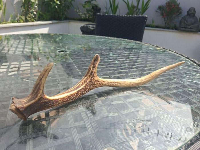 Wild Irish Red Deer Antler