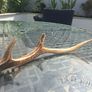 Wild Irish Red Deer Antler Image 6