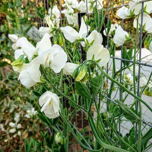 (S) Sweet Pea Swan Lake seeds 2g (414451)