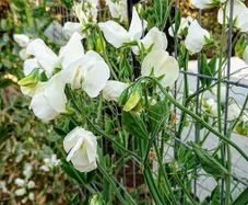 (S) Sweet Pea Swan Lake seeds 2g (414451)