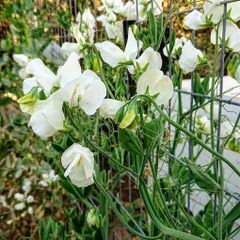 (S) Sweet Pea Swan Lake seeds 2g (414451)