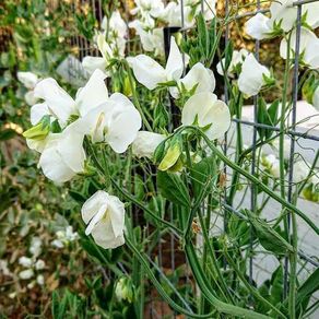 (S) Sweet Pea Swan Lake seeds 2g (414451)