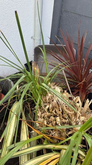 x 2 Pampas grass (Cortederia Selloana pic 1, Cortaderia fulvida pic 2)