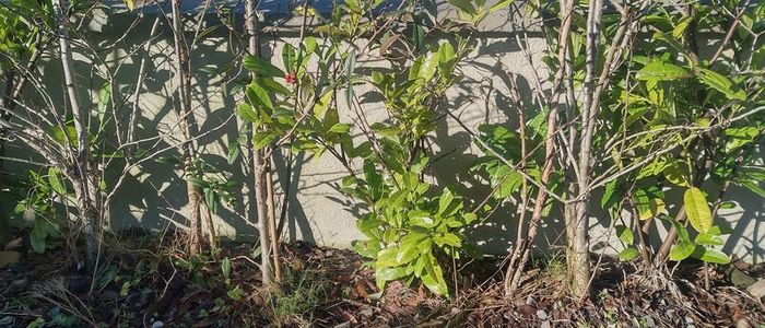 Lauren hedge plant