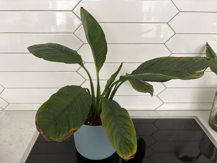 indoor plant