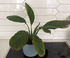 indoor plant