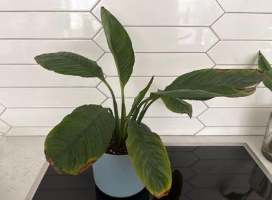 indoor plant