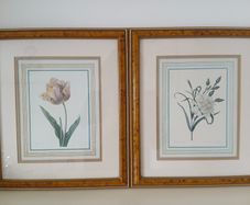 2 Vintage Framed Botanical Prints