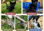 Playful Kittens Looking for Loving Homes