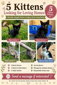 Playful Kittens Looking for Loving Homes