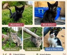 Playful Kittens Looking for Loving Homes