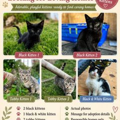 Playful Kittens Looking for Loving Homes