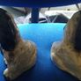 Old Pair of Spaniels Image 2