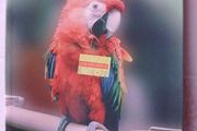 Parrot