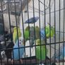 bird cage Image 4