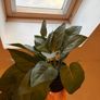 Artificial Plant Image 2