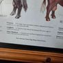 1979 Frederick Warne "Farm Animals Cattle" framed print Image 8