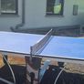 Table Tennis Image 6