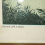 Vintage circa 1950's/1960's framed print of Shayer's English Fox Hunting/ Full Cry. Clearing the Brook Image 3