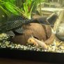2 Pleco size around 13cm for sale or exchange for some plants or shrimp Image 2