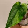 No.11 Monstera Siltepecana Variegated Image 2