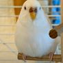 Large cage (& all accessories) plus two happy healthy budgies (1 male, 1 female) for sale Image 3