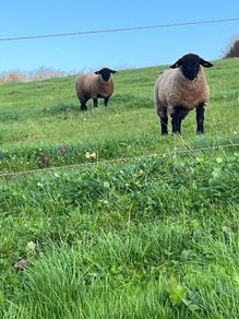 Pure bred  Suffolk rams for sale