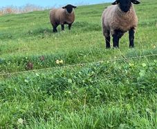 Pure bred  Suffolk rams for sale