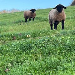 Pure bred  Suffolk rams for sale