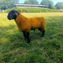 Pedigree suffolk ram lamb Image 2