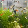 Guppies/Swordtails Image 3