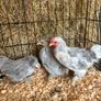 pekin bantams Image 5
