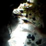 small shrimps for aquariums Image 4