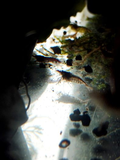 Dwarf shrimps for fish tank